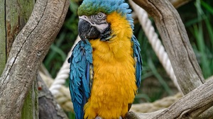 Bird Blue And Yellow Macaw Macaw Stare 4592x3448 Wallpaper