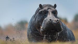 Hippos Africa Nature Water Blurred 3840x2160 Wallpaper