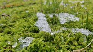 Moss Ice Nature Photography 4608x2112 Wallpaper