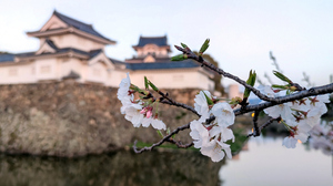 Cherry Blossom Kishiwada Osaka Castle Japan Spring Flower Plants Flowers Spring 4608x2592 Wallpaper