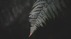 Photography Forest Macro Depth Of Field Closeup Ferns Plants Simple Background Leaves 1920x1080 Wallpaper