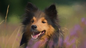 Dog Shetland Sheepdog Painting Artistic Pet Oil Painting 4272x2848 Wallpaper
