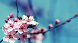 Cherry Blossom Spring 1920x1080 wallpaper