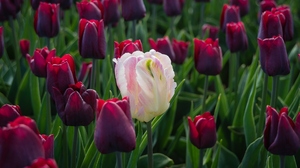 Colorful Photography Flowers Tulips Leaves Nature Closeup 1920x1080 wallpaper