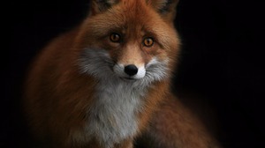 Fox Red Fox 1600x1200 Wallpaper