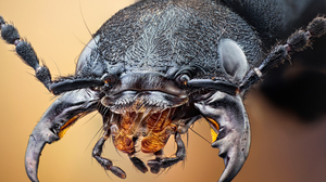 Animal Beetle 4000x2648 Wallpaper