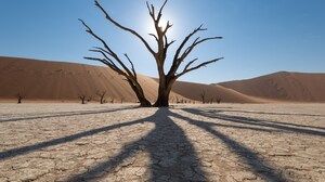 Nature Desert Sand Sun Shadow Dead Trees Dunes Namibia 2560x1708 Wallpaper