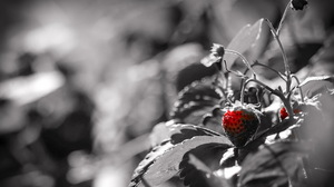 Strawberry Fruit Berry Selective Color 1920x1280 Wallpaper