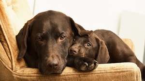 Baby Animal Dog Labrador Pet Puppy 2560x1707 wallpaper