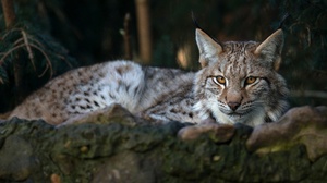 Big Cat Lynx Wildlife Predator Animal 2048x1366 Wallpaper
