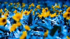 Colorful Photography Flowers Yellow Flowers Yellow Selective Coloring Depth Of Field Grass Blue 1920x1080 wallpaper
