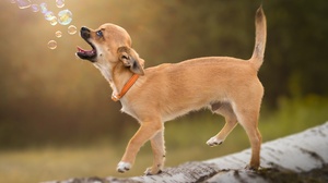 Bubble Chihuahua Collar Dog Log Pet 2048x1398 Wallpaper