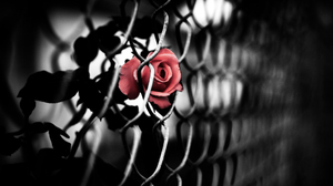 Fence Flower Red Rose Rose Selective Color 3686x2304 Wallpaper