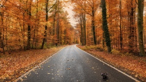 Road Fall Forest 3840x2160 Wallpaper