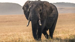 Elephant Africa Nature Animals 3840x2560 Wallpaper