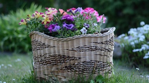 Basket Flower Garden 4496x3000 Wallpaper