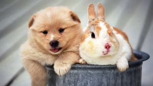 Cute Dog Pet Puppy Rabbit 1920x1080 wallpaper