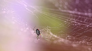Arachnid Macro Spider Spider Web 2048x1357 Wallpaper