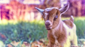 Animal Goat 2560x1600 Wallpaper