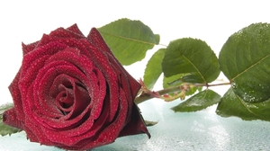 Dew Flower Leaf Red Rose Rose 2560x1600 Wallpaper