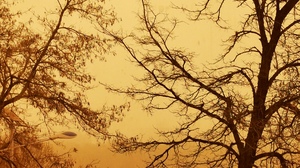 Photography Sandstorm Trees 3648x2736 Wallpaper