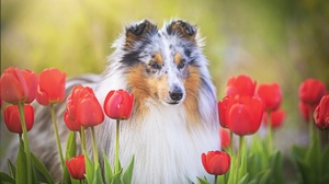 Dog Outdoors Animals Flowers Plants Tulips Red Flowers Mammals 3840x2160 Wallpaper