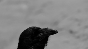Animals Raven Birds Low Saturation Monochrome Crow Nature 6240x4160 Wallpaper