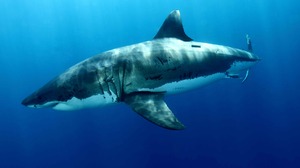 Animal Great White Shark 5616x3744 wallpaper