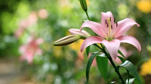 Earth Lily 3600x2400 wallpaper