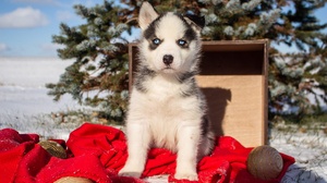 Baby Animal Puppy Blue Eyes Siberian Husky 2000x1333 Wallpaper