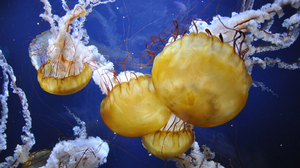 Animal Jellyfish 1600x900 Wallpaper