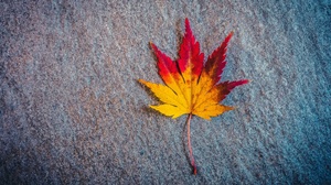 Fall Maple Leaf 4608x3456 Wallpaper