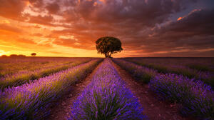 Cloud Field Lavender Sunset 2048x1366 Wallpaper