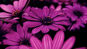 Flower Daisy Close Up Purple Flower 3872x2592 Wallpaper