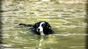 Dog Pet Swimming Lake Water Border Collie Summer Swimming Dog Animals Nature Mammals 3840x2560 Wallpaper