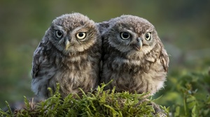 Nature Owl Animals Birds 2560x1707 Wallpaper