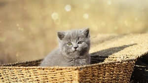 Kitten Basket Pet Baby Animal 2592x1728 Wallpaper