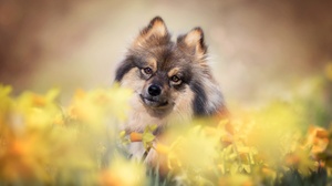 Flower Dog Daffodil Pet 2048x1365 wallpaper