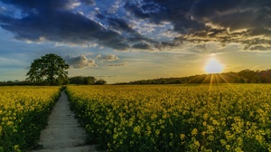 Nature Field Flower Summer Path Sunrise Yellow Flower Sky 2048x1152 Wallpaper