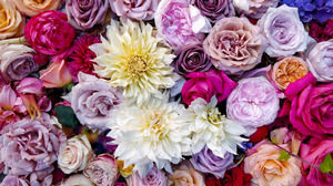 Carnation Colors Peony Rose 2048x1280 Wallpaper