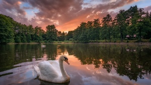 Swan Bird Lake Reflection Sunset 1920x1275 Wallpaper