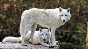 White Wolf Bokeh Wildlife Wolf Predator Animal 3000x1688 Wallpaper