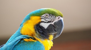 Animal Bird Close Up Macaw Parrot 4608x2592 Wallpaper