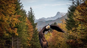 Fall Forest Flight Bird 2560x1709 Wallpaper