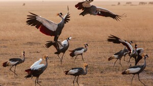 Animals Cranes Bird Birds Kenya 1680x1050 Wallpaper