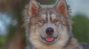 Siberian Husky Dog Pet Muzzle Heterochromia 2048x1365 Wallpaper