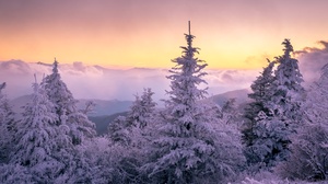 Snow Nature Spruce Sunset 6016x4016 Wallpaper