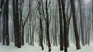 Landscape Winter Snow Forest Trees December Month Mist Film Grain Photography Nature Cold 2048x1540 Wallpaper