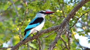 Bird Branch Kingfisher Kruger National Park South Africa Woodland Kingfisher 2048x1357 Wallpaper