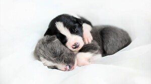 Baby Animal Cute Dog Hug Love Sleeping 1920x1238 Wallpaper